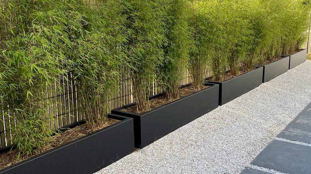 Jardinières STEELAB SAS plantées de bambous brise vue
