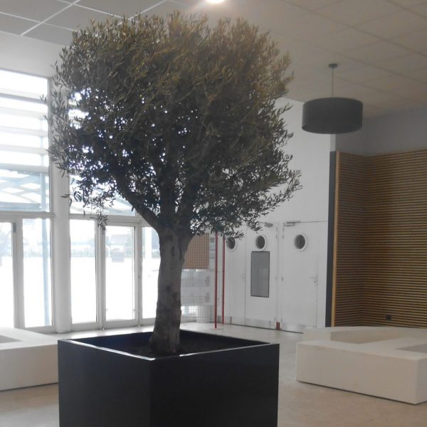 Bac _ arbre Image’In Lyc_e Kastler R2