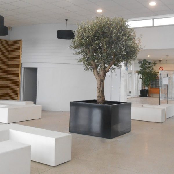 Bac _ arbre Image’In Lyc_e Kastler R3