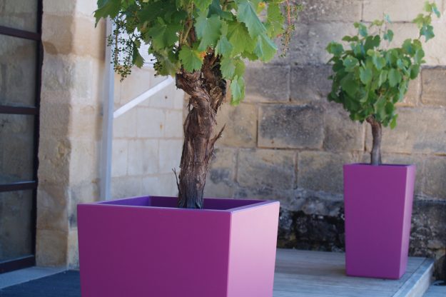 jardinières pyramidales image’in rose vigne abbaye de fontevraud