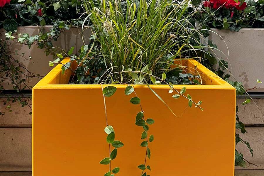 pots cubiques jaune melon de la gamme IMAGE'IN en fibre ciment fabriquées en France et sur mesure